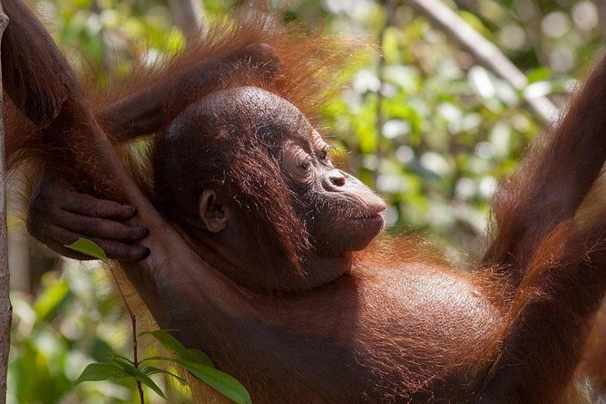 Semenggoh Orangutan With Rainforest Kayaking From Kuching - Frequently Asked Questions
