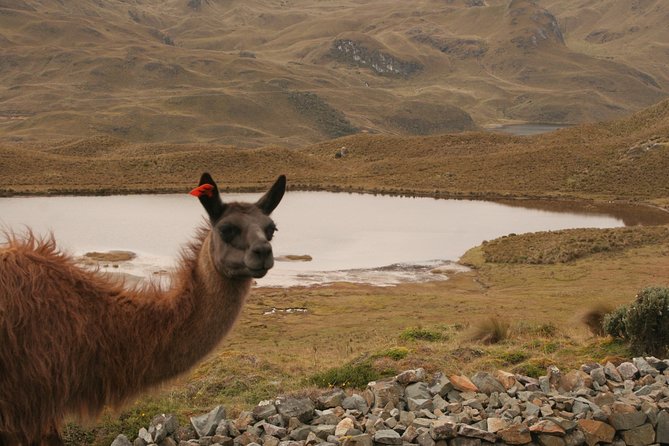 Shared Cajas National Park Half-Day Tour From Cuenca - Why Choose a Shared Tour