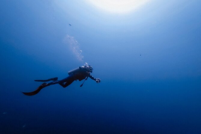 Sharks Bay Diving Trip