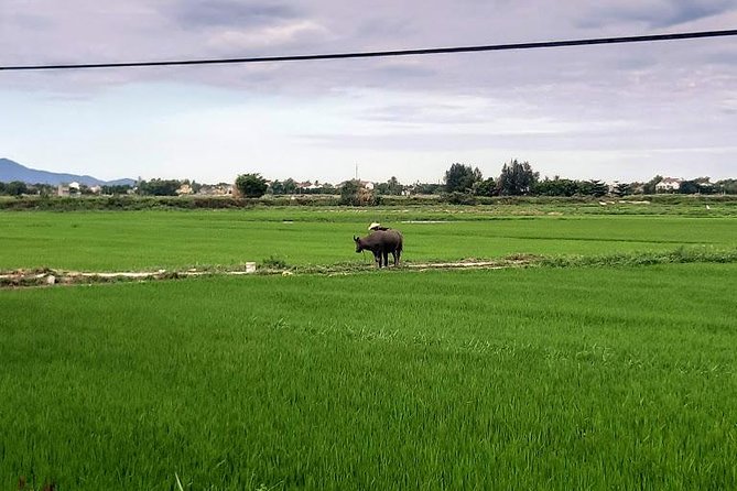 Shore Excursion: Hoi an Countryside Biking Tour From Tien Sa or Chan May Port - Cancellation Policy