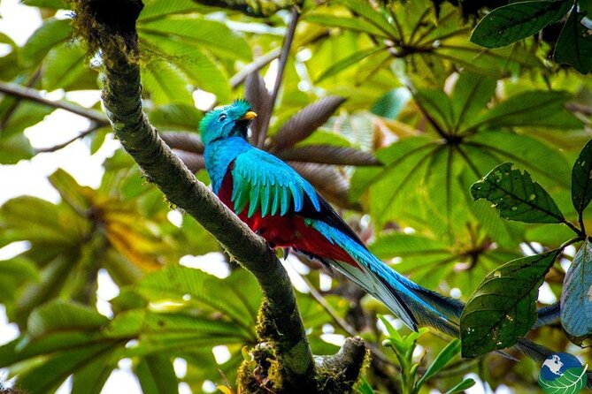 Shuttle Service From San Jose To Monteverde - Group Travel Benefits