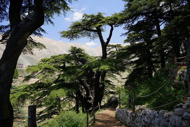 Sightseeing All-Inclusive Small Group Tour to Qadisha Valley, Bcharre and Cedars - Cancellation Policy Details