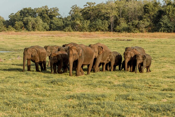 Sigiriya Rock and Wild Elephant Safari From Polonnaruwa - Cancellation Policy