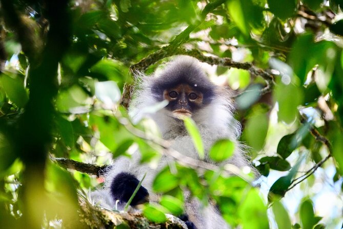 Silver Leaf Monkeys and Firefly Tour in Kuala Lumpur - Guide Information