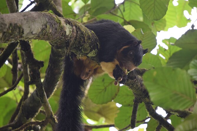 Sinharaja Rain Forest Tour From Hambantota - Additional Information