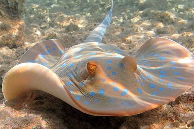 Snorkeling at Mahmya Island From Hurghada - Price and Booking