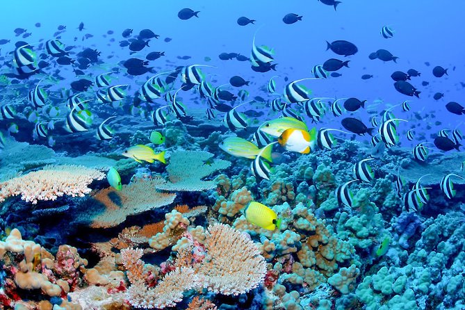 Snorkeling in Bar Reef Marine Sanctuary - Hotel Pick-up and Drop-off