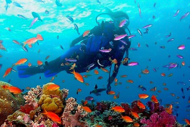 Snorkeling in Coral Island, Trincomalee - Price and Group Size