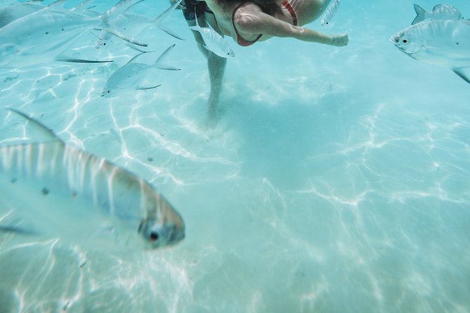 Snorkeling in Dhiffushi - Additional Tour Information