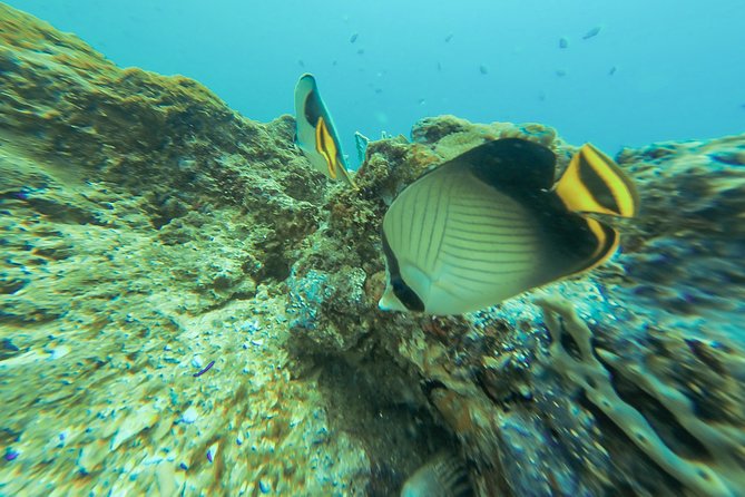 Snorkeling in Talawila St. Annes Reef - Exclusions