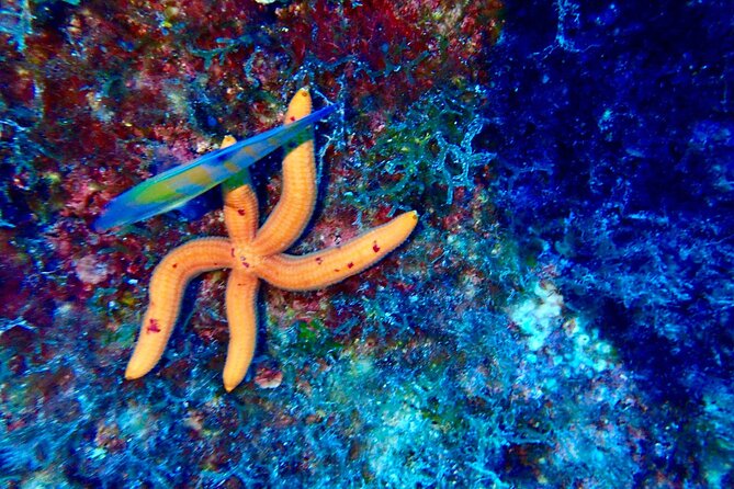 Snorkeling in the Plemmirio Marine Protected Area in Syracuse - Meeting Point Information