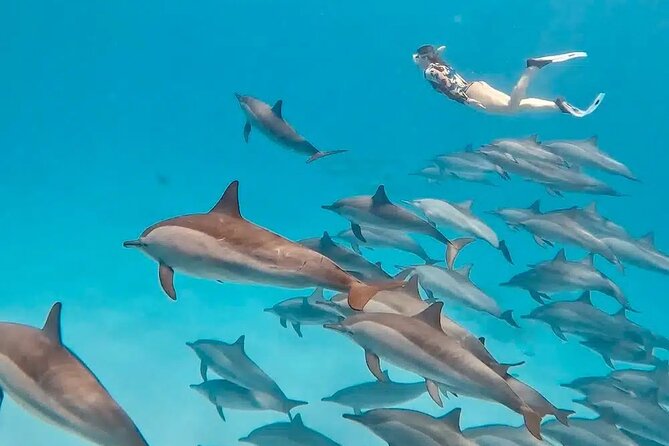 Snorkeling Trip With Dolphin at Samadai by VIP Boat-Marsa Alam - Pickup Information
