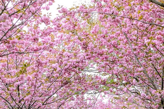 Spring Flower Festival and Seosan Gaesimsa and Munsusa Tour - Booking Information