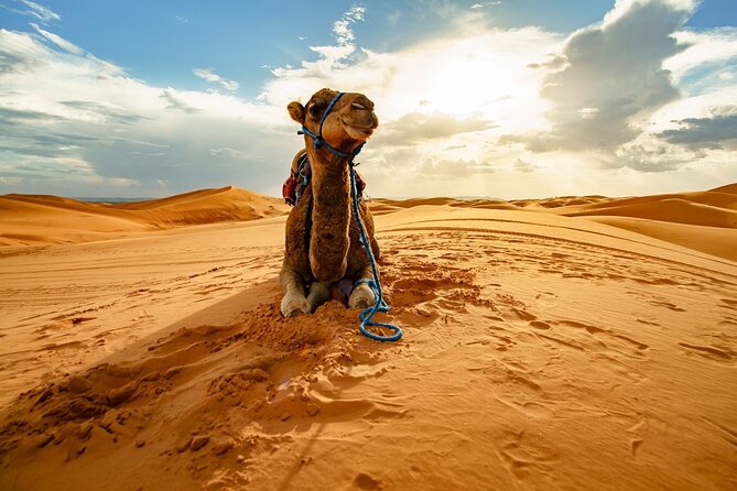 Star Gazing Safari Tour by ATV Quad and Dinner in Sharm El Sheikh - What To Expect and Accessibility