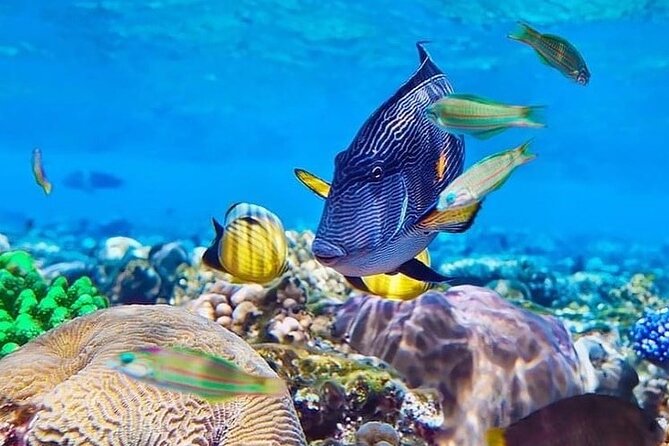 Starfish Adventure; Blue Lagoon Snorkeling; The Rock; Paje Beach; Kuza Cave Tour - Directions to Tour Locations