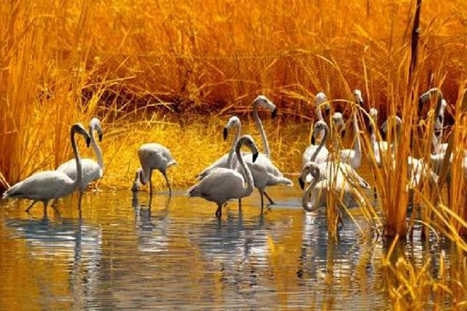 Sunflower Garden and Wild Bird Wetland Park Private Tour - Meeting and Pickup Details