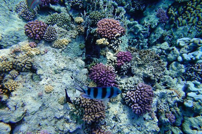 Swim With Dolphin in Satayeh Reef Sea Trip & Lunch - Marsa Alam - Accessibility Information