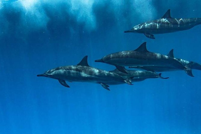 Swimming Close to Dolphins and Banana Boat - Additional Details