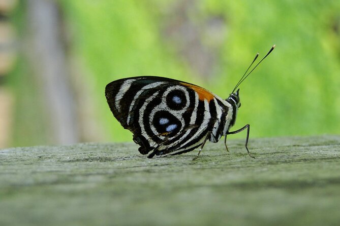 Tambopata Reserve Excursion 3D - 2N From Cusco - Itinerary Overview