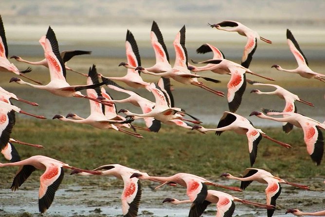 Tanzania Safaris | 2 DAYS Safari-Ngorongoro Crater and L.Manyara NP or Tarangire - Additional Info