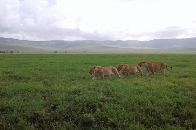 Tanzania Safaris | 3 DAYS SAFARI - L.Manyara NP,Tarangire NP& Ngorongoro Crater. - Tour Expectations