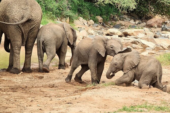 Tarangire and Lake Manyara National Park 2-Day Safari From Zanzibar With Flights - Pricing Details