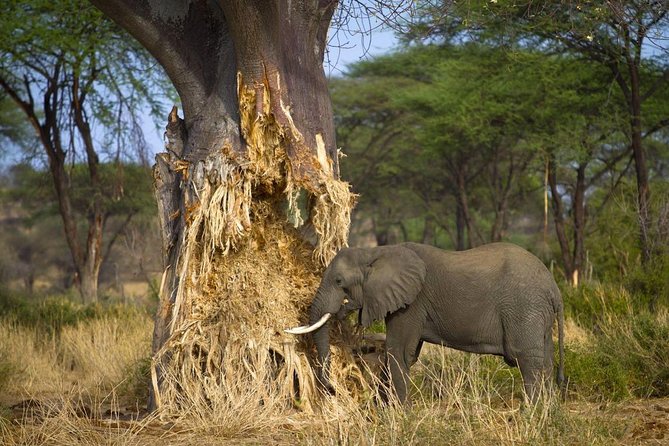 Tarangire National Park Day Trip From Arusha - Pricing Details
