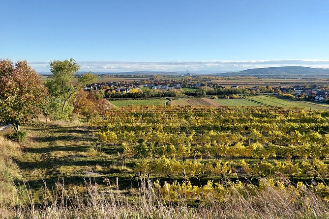 Taste and Tour Small Organic Wineries With a Winemaker - The Sum Up