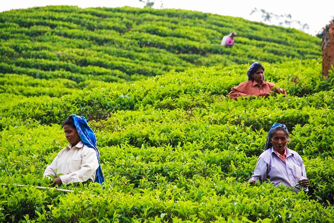 Tea Plantation Tour From Kandy - Additional Information