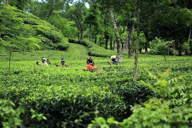 Tea Plantation Tour To Sreemangal and Sylhet - Pricing and Booking Information