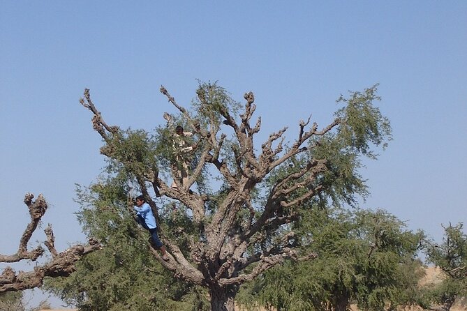 Thar Desert Camel Safari With Themed Dinner and Folk Music - The Sum Up