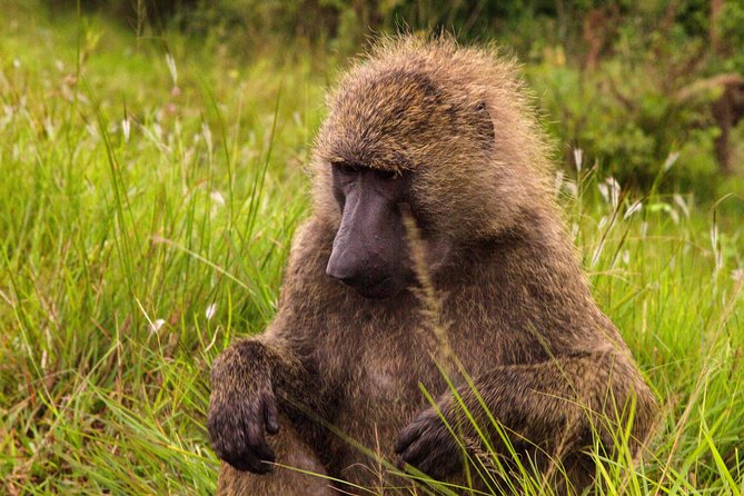 The Accra Safari Experience - Expert Guided Tour