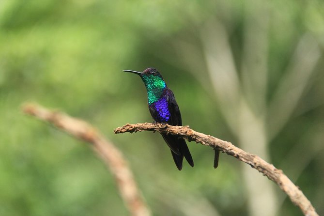 The Best Birdwatching Tour Around The Arenal Volcano - Expert Birding Guide