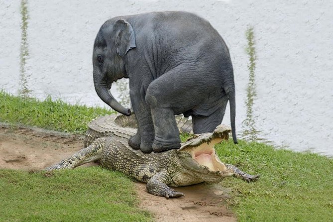 The Best of Cape 3-Days Attraction:Crocodile Cage &Cape Peninsula & Wine Tasting - Cancellation Policy