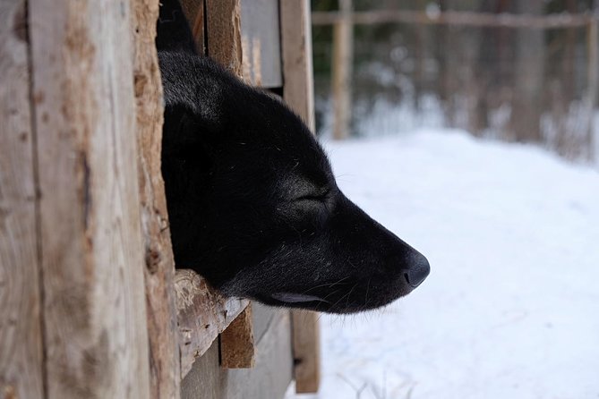 The Cuddly Wolf - Private Tour - Photography Opportunity