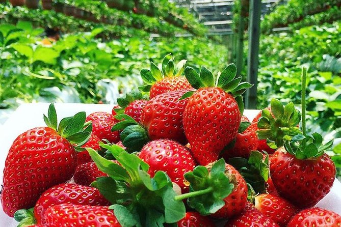 The Fascinating Nature of Cameron Highlands Full Day Tour - Additional Information