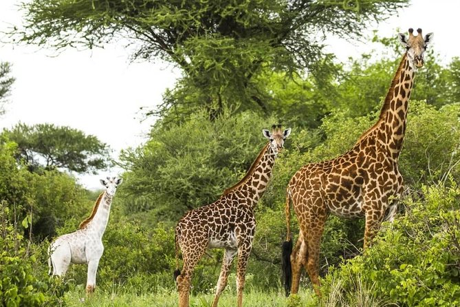 The Northern Tanzania Adventure - Accommodation and Meals