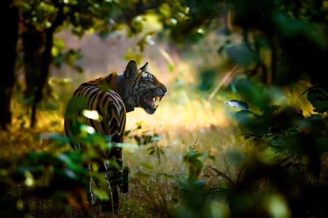Tiger, Temple & Ancient Caves - Booking Information and Pricing