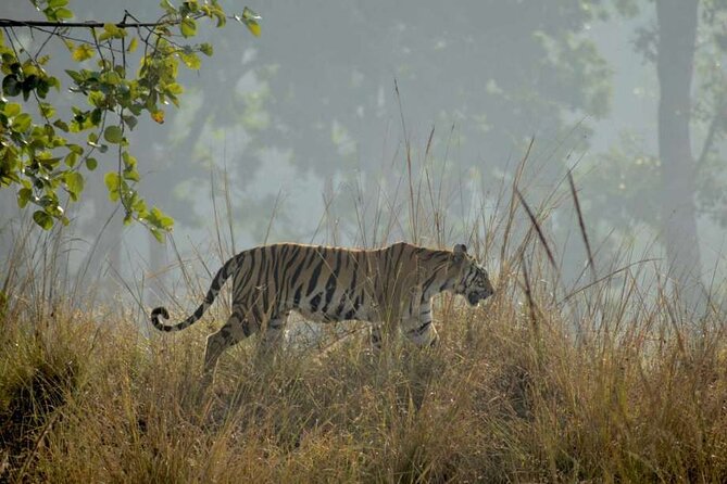 Tiger & Temple - Inclusions and Exclusions