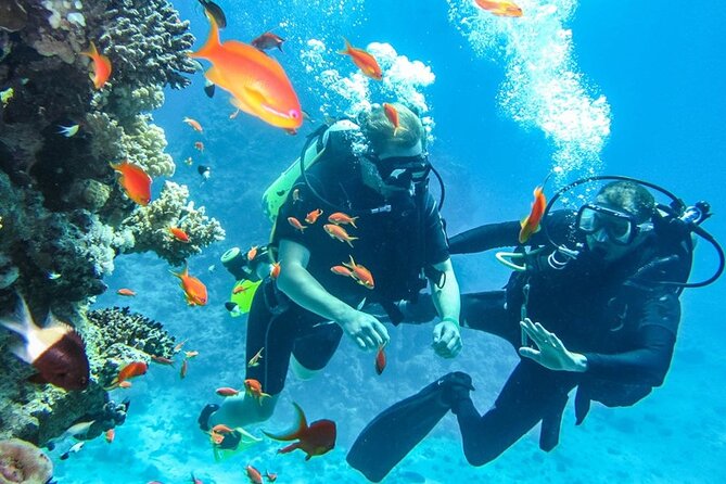 Tiran Island Diving Day Trip by Boat From Sharm El-Sheikh - Price and Booking