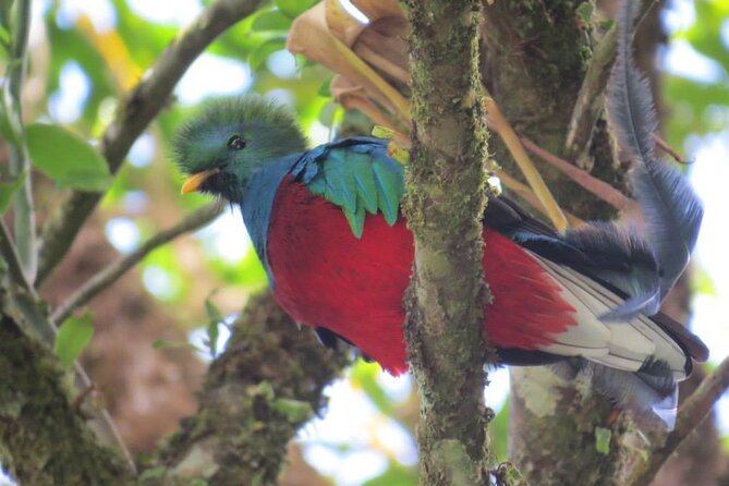 Tour in the Monteverde Reserve Cloud Forest