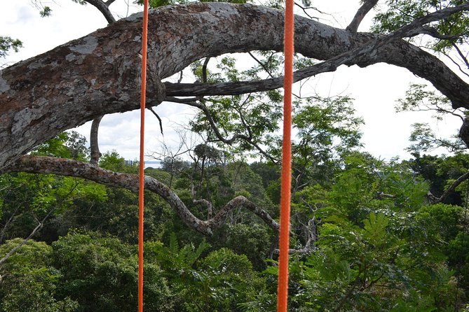 Tree Climbing in the Amazon