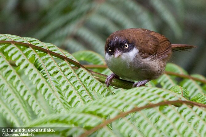 Treking / Bird Watching / Excursion at Sinharaja Rain Forest - Essential Packing List