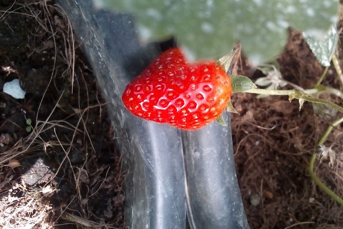 Tropical Ceylon | 8 Days - Transportation Logistics