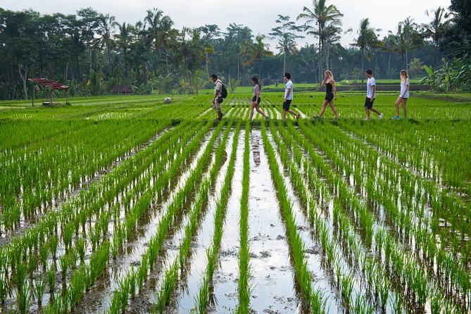 Tropical Trekking Tour From the Old Hindu Village - Taro Ubud - Pricing Information and Guarantee