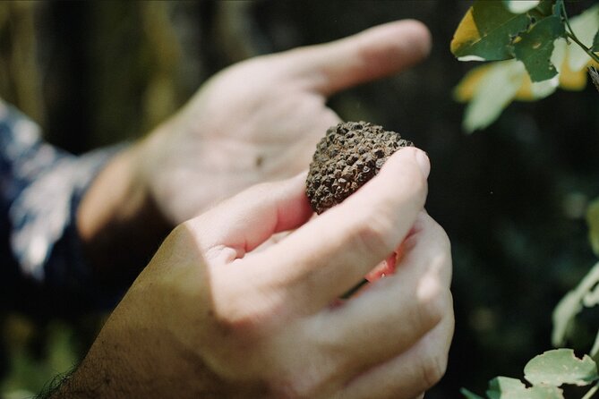 Truffle Hunting in Tuscany With Tasting - Private - Pricing and Cancellation Policy