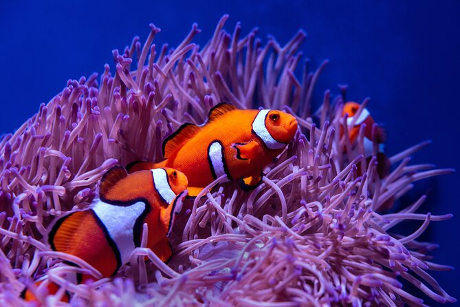 Try Scuba Diving at the Liberty Wreck Tulamben (From South Bali ) 1 or 2 Dives - Frequently Asked Questions