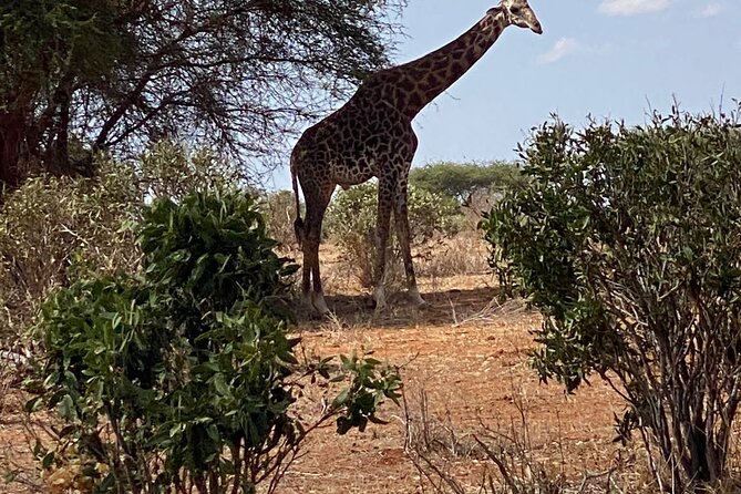 Tsavo East & West National Park 3 Days From Mombasa. - Meals Included