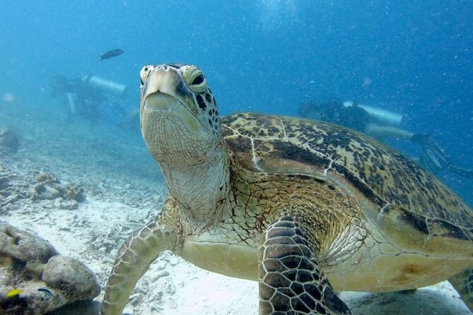 Tunku Abdul Rahman Marine Park Leisure Diving From Kota Kinabalu - The Sum Up
