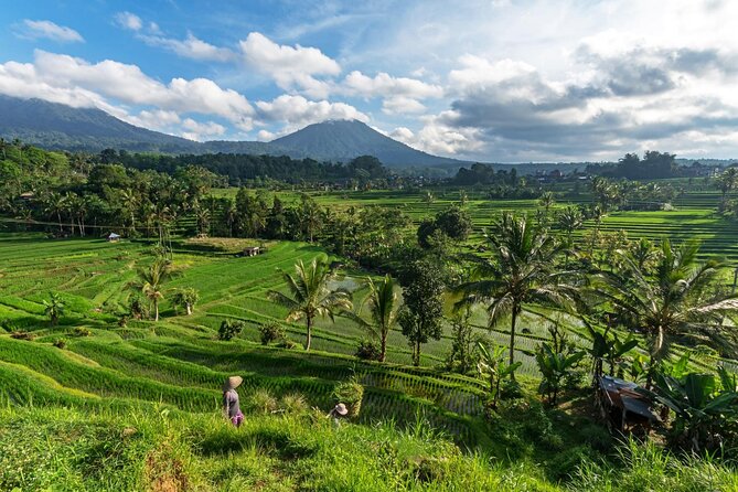 Ubud Highlights Private Day Tour - What to Expect